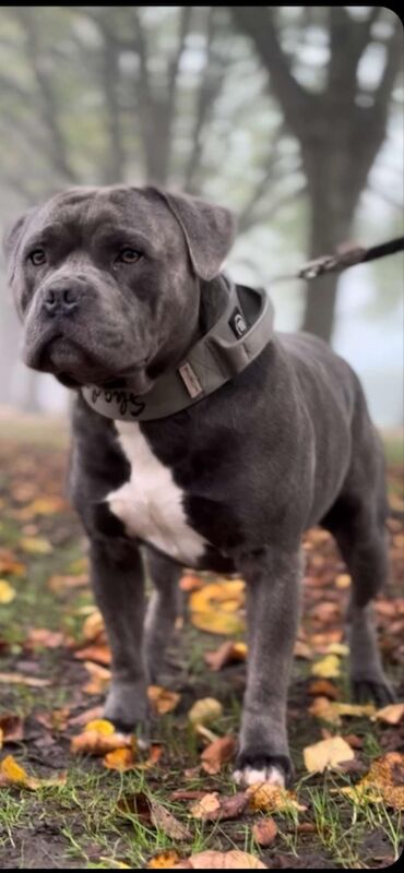 Staffordshire bull terrier blue for stud for sale in Trowbridge, Wiltshire - Image 1