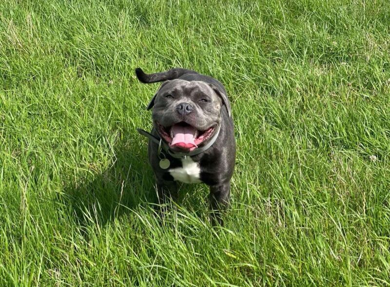 Staffordshire bull terrier blue for stud for sale in Trowbridge, Wiltshire - Image 3