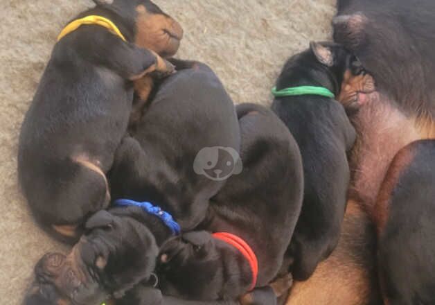 Stunning European doberman pups for sale in Coventry, West Midlands