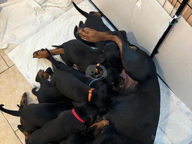 Dobermans for sale in Gloucester, Gloucestershire