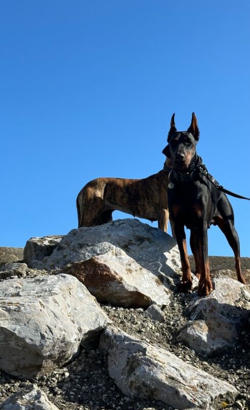 Top Champion Bloodlines Female Dobermann TRAINED for sale in Torquay, Devon