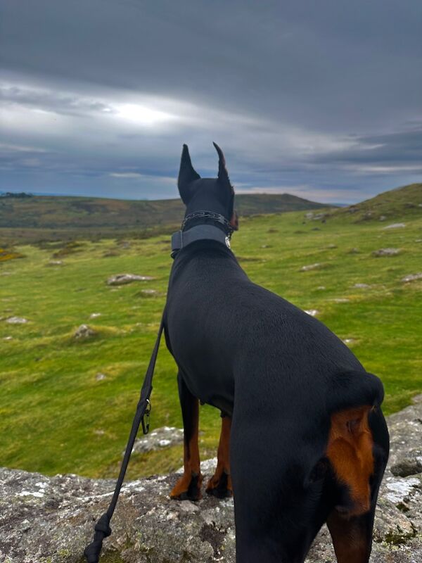 Dobermans for sale in Torquay, Devon