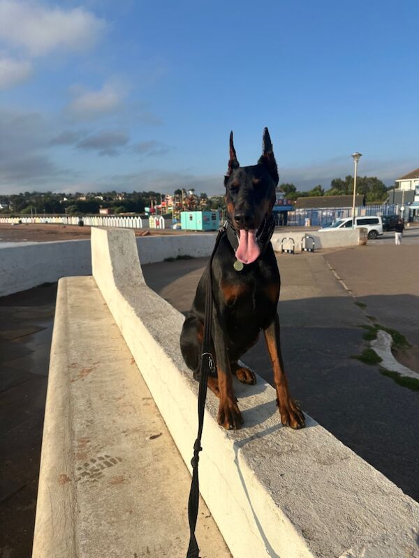 Doberman Puppies for sale in Devon