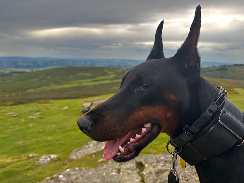 Top Champion Bloodlines Female Dobermann TRAINED for sale in Torquay, Devon - Image 4