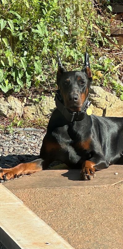 Top Champion Bloodlines Female Dobermann TRAINED for sale in Torquay, Devon - Image 5