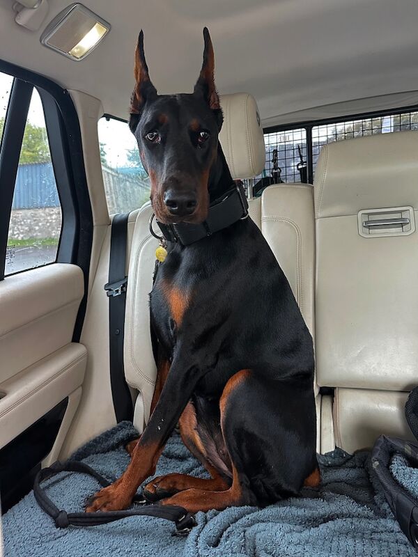 Top Champion Bloodlines Female Dobermann TRAINED for sale in Torquay, Devon - Image 6