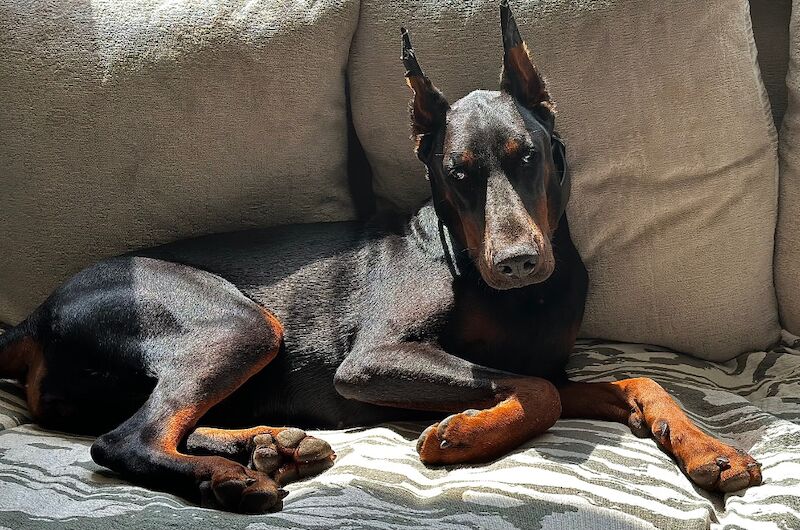 Top Champion Bloodlines Female Dobermann TRAINED for sale in Torquay, Devon - Image 7