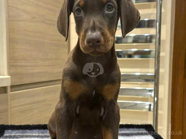 Dobermans for sale in Whitby, North Yorkshire