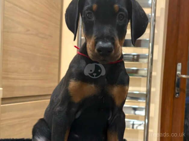 Doberman Puppies for sale