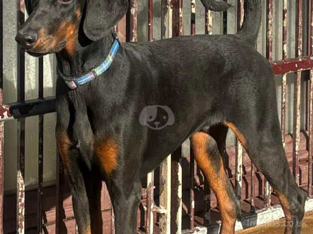 Pure breed Doberman for sale in Whitby, North Yorkshire