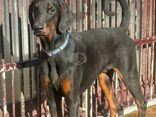 Pure breed Doberman for sale in Whitby, North Yorkshire - Image 2