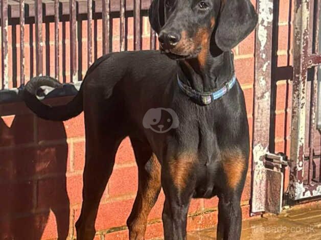 KC Registered Doberman Puppies for sale in North Yorkshire