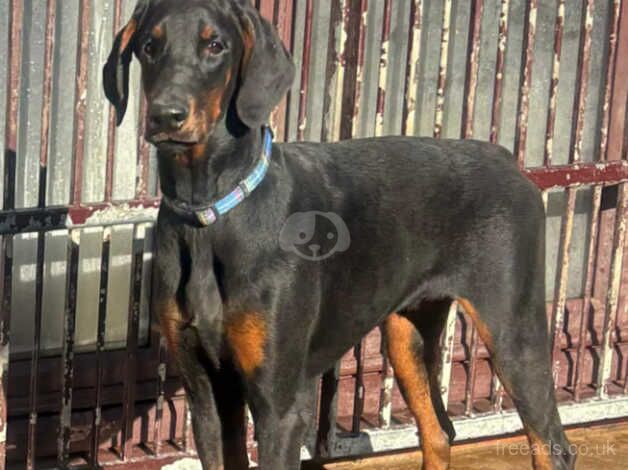 Doberman Puppies for sale