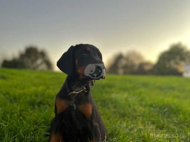 Two Female Dobermann puppies Ready Now for sale in Crediton, Devon