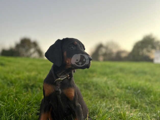 Two Female Dobermann puppies Ready Now for sale in Crediton, Devon - Image 2