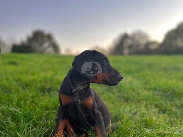 Two Female Dobermann puppies Ready Now for sale in Crediton, Devon - Image 3