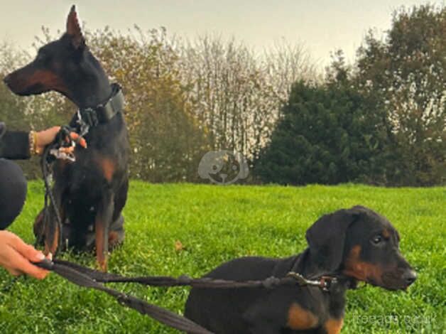 Two Female Dobermann puppies Ready Now for sale in Crediton, Devon - Image 4