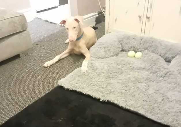 White doberman for sale in Swansea/Abertawe, Swansea - Image 4