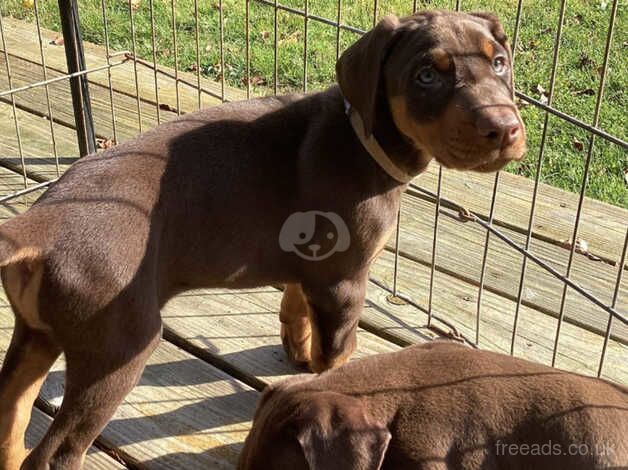 xtremely smart, courageous and very loving Chocolate, Black tan, & Reddish pure Doberman Pinscher puppies for sale in Bletchingdon, Oxfordshire