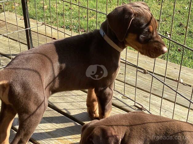 Dobermans for sale in Bletchingdon, Oxfordshire