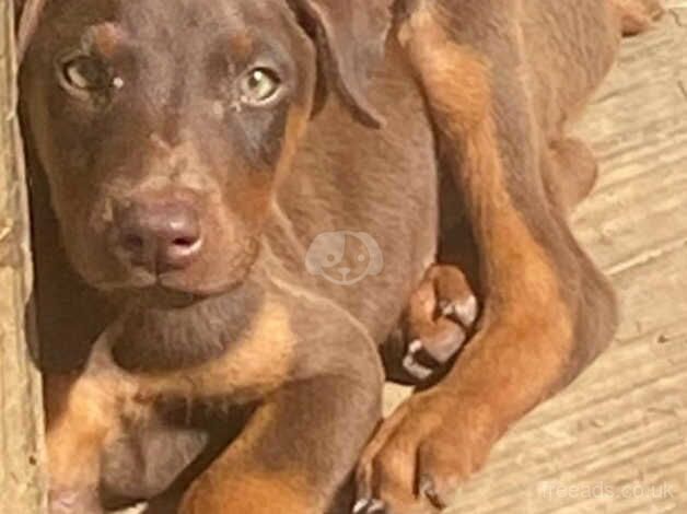 Doberman Puppies for sale