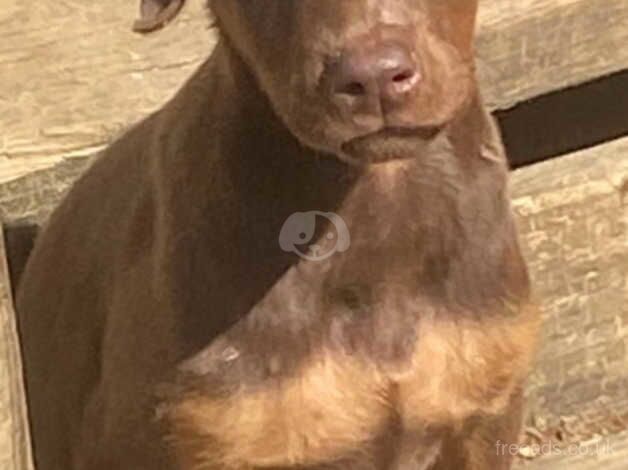 xtremely smart, courageous and very loving Chocolate, Black tan, & Reddish pure Doberman Pinscher puppies for sale in Bletchingdon, Oxfordshire - Image 5