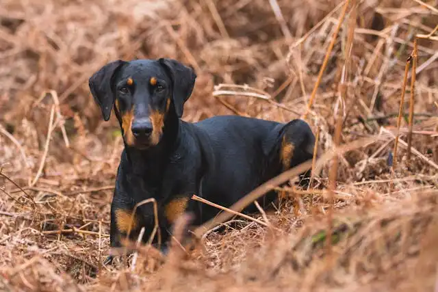 Doberman Puppies on Doberman Owners